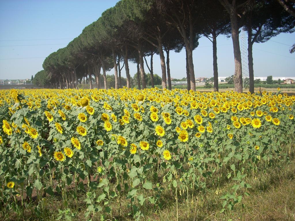 Agriturismo Pantano Borghese Monte Compatri Oda fotoğraf